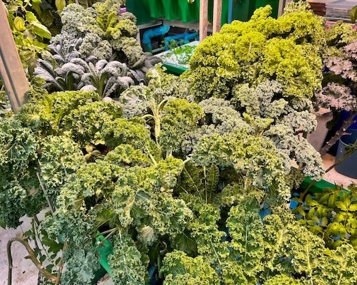 Webcam%20plant%20test%20500