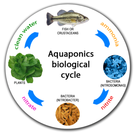 Aquaponics biological cycle