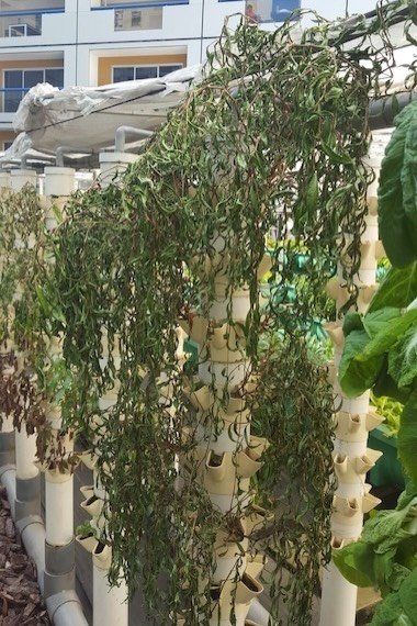 Tower failure due to water deprivation