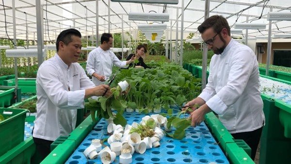 The Chefs harvesting