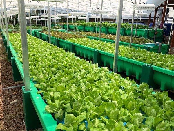 Aquaponics large farms