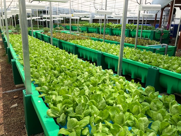 AHAS Aquaponics large farms in Singapore rooftop hotel