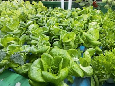 AHAponics - Lettuce