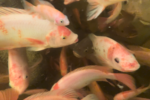 AHAponics Fish care