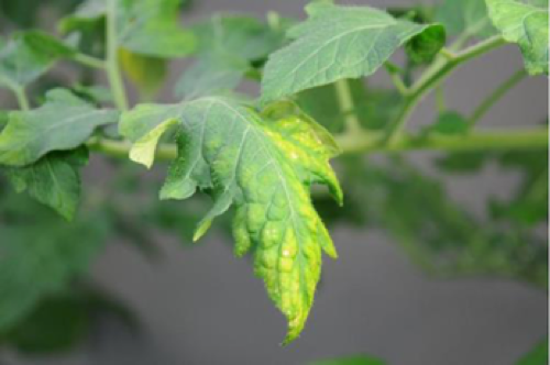 AHAponics Plant care
