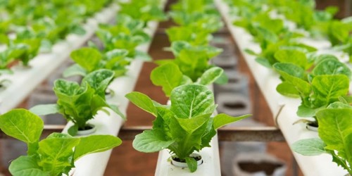 Hydroponics
