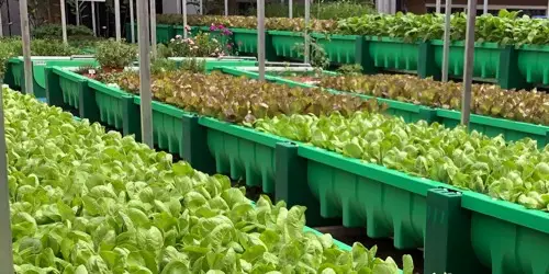 Aquaponics