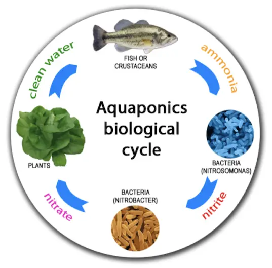 Aquaponics biological cycle