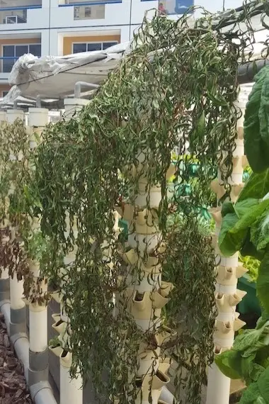 Tower failure due to water deprivation