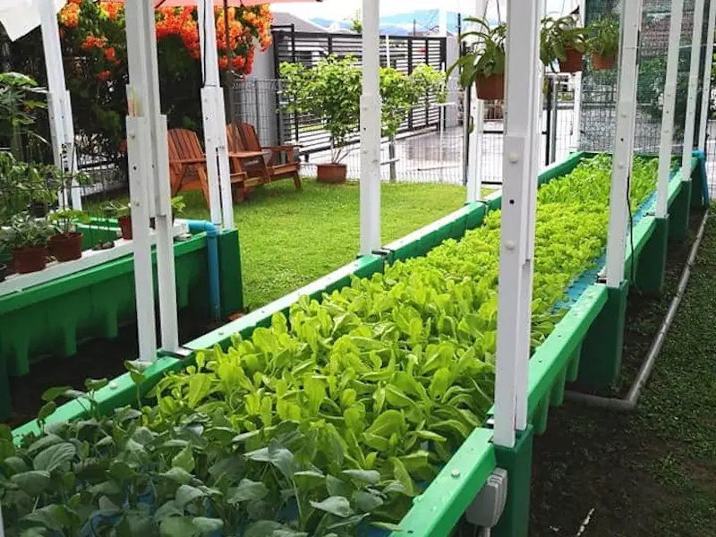 Big aquaponics home farm