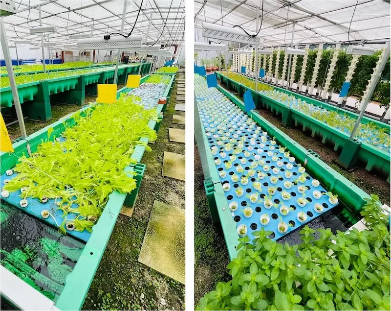 AHAS processes not followed