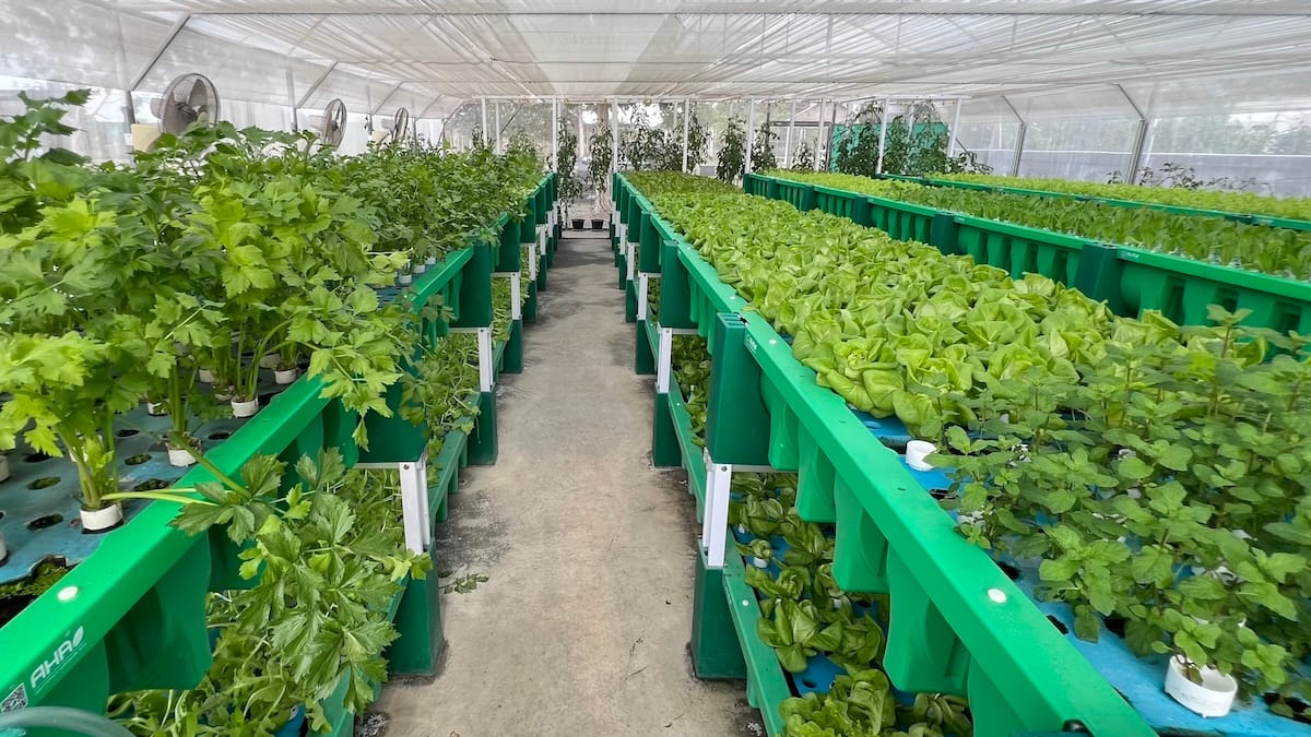 Growing vertically 1200